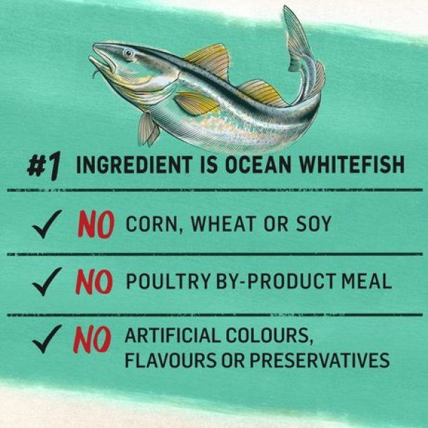 Beyond Grain Free Natural Dry Cat Food, Ocean Whitefish & Egg Recipe - Image 2